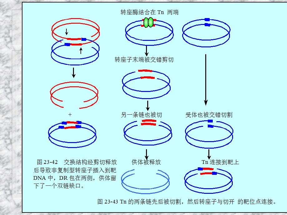 复制型转座模型解释了复制性转座在转座后原来的位置.ppt_第1页