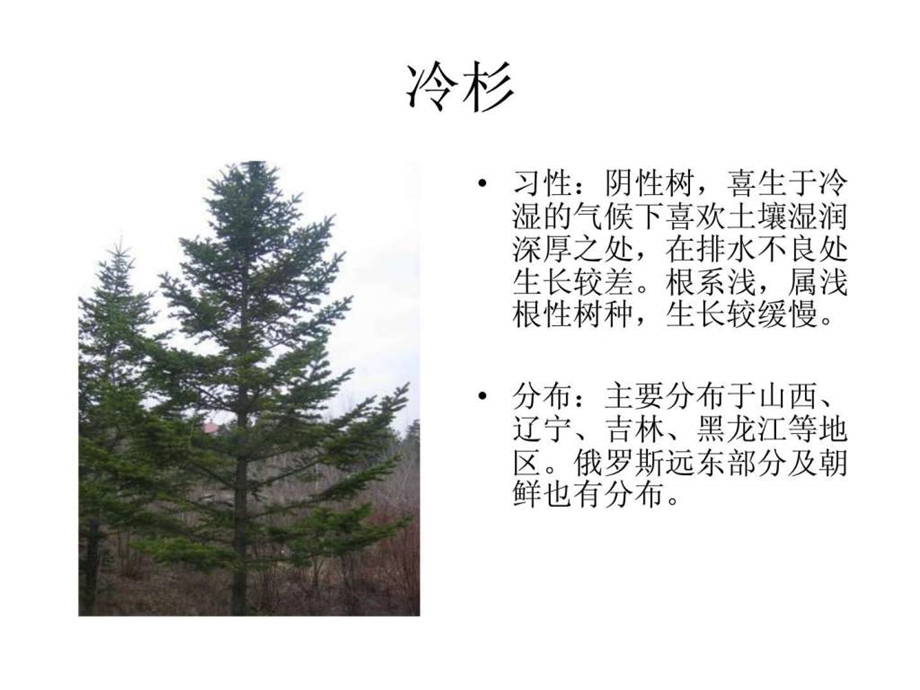 东北植物图片.ppt.ppt_第2页