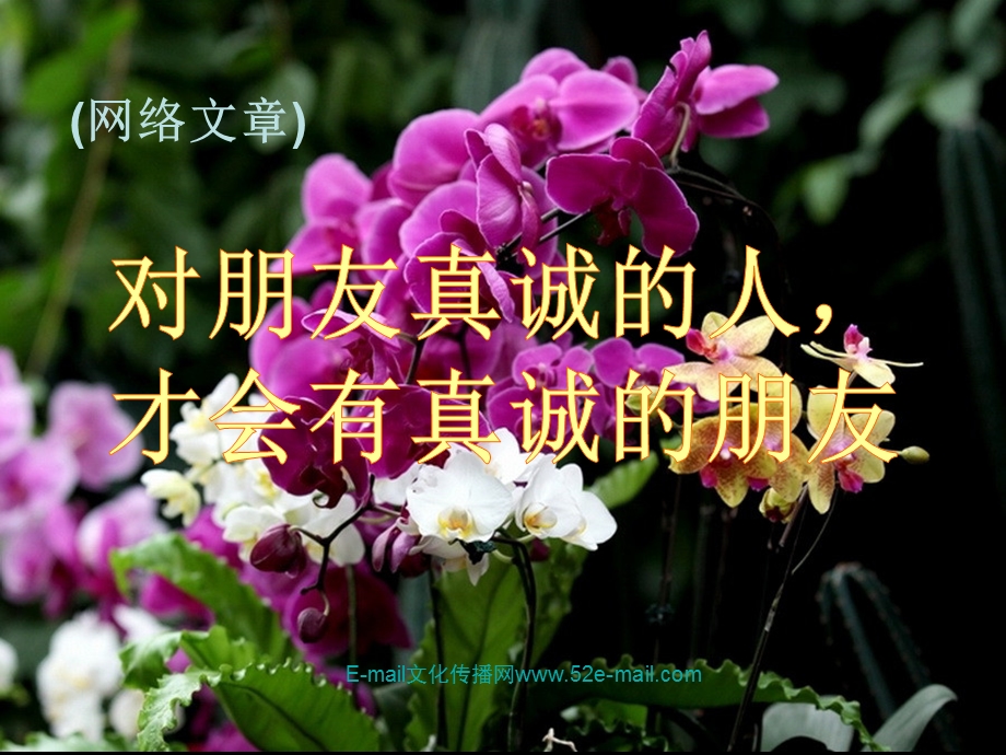 对朋友真诚的人才会有真诚的朋友兰花摄影.ppt_第1页