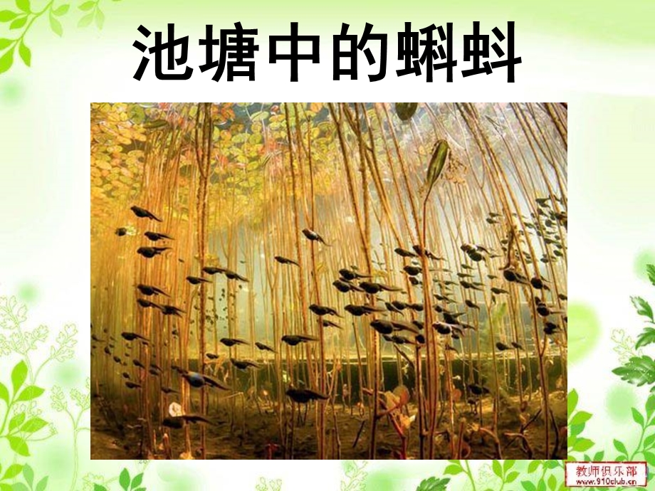 新课标八年级生物上册《-两栖动物和爬行动物》.ppt_第2页