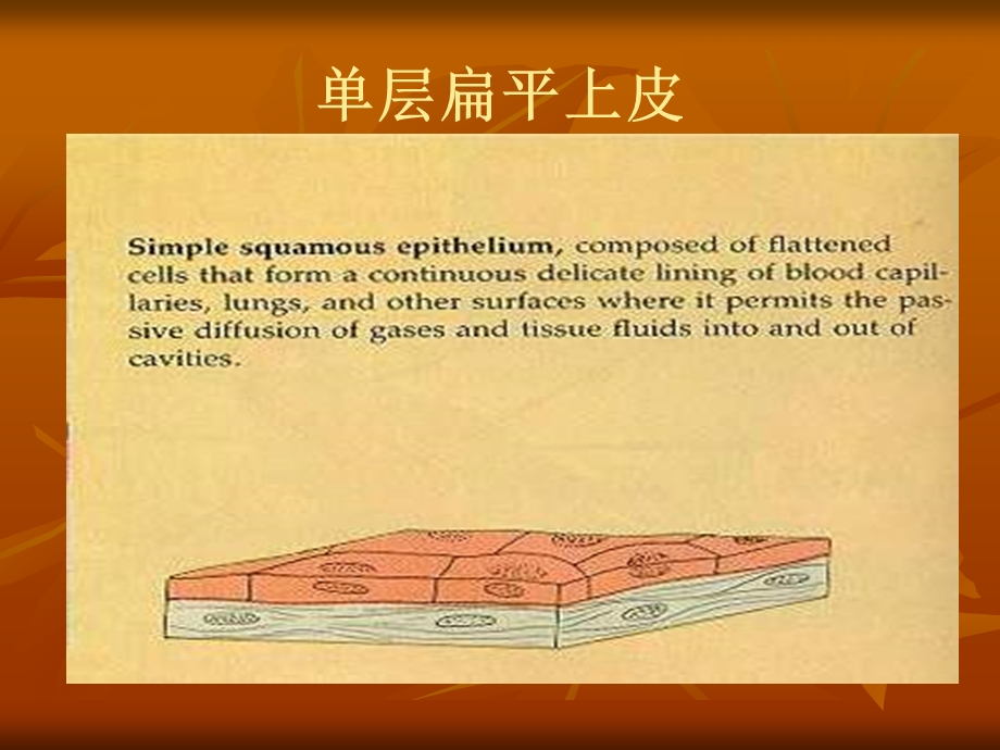 动物的基本组织.ppt_第3页