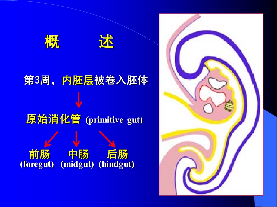 伤寒论序课件.ppt_第2页