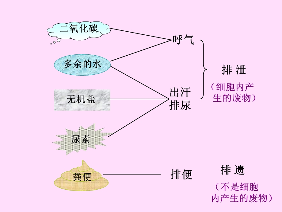 尿的形成和排出课件1.ppt_第2页