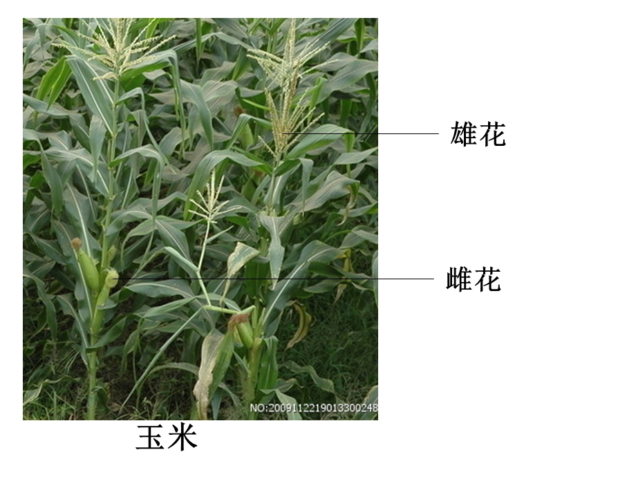 玉米、萝卜、小麦的花.ppt_第1页