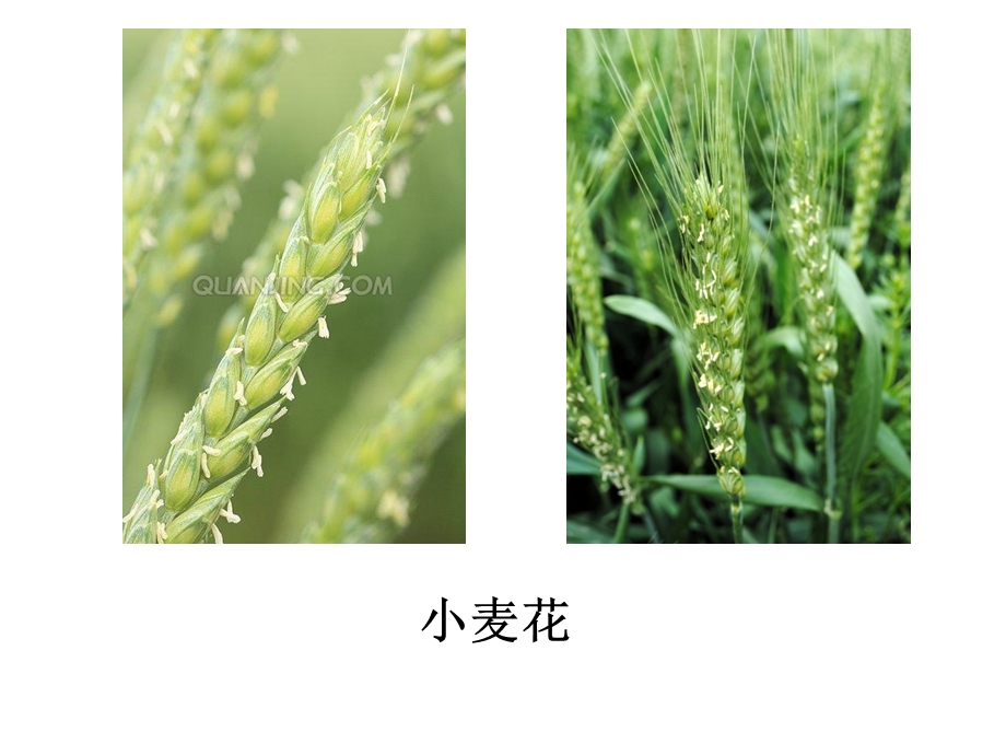 玉米、萝卜、小麦的花.ppt_第3页