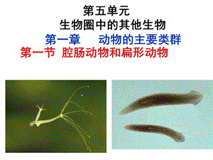 第一节腔肠动物和扁形动物课件精品教育.ppt