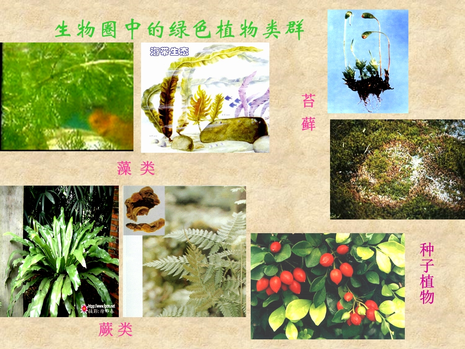 第一节藻类苔藓和蕨类植物课件精品教育.ppt_第2页