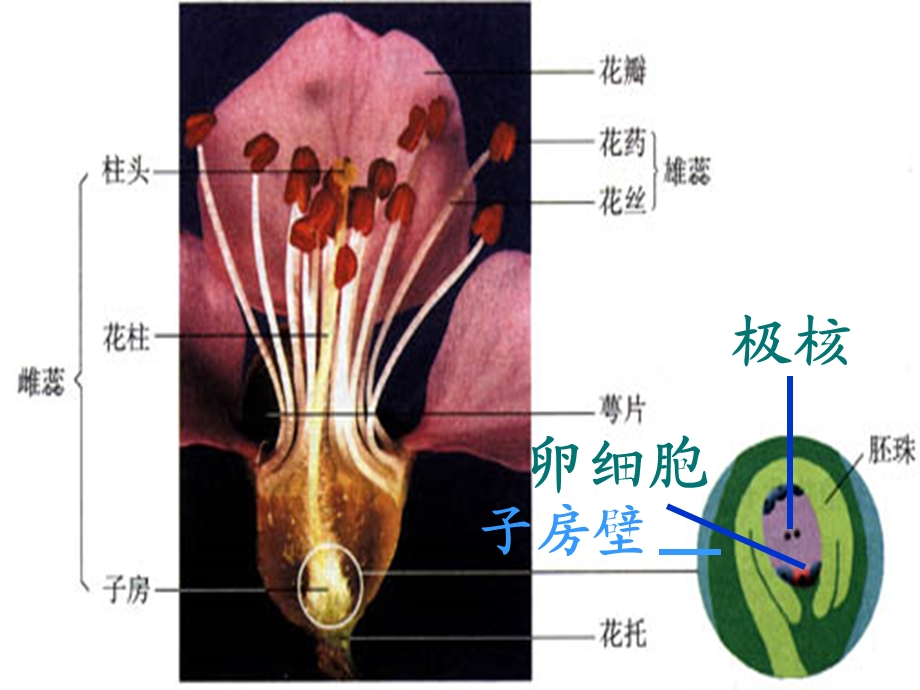 开花和结果(上课).ppt_第3页