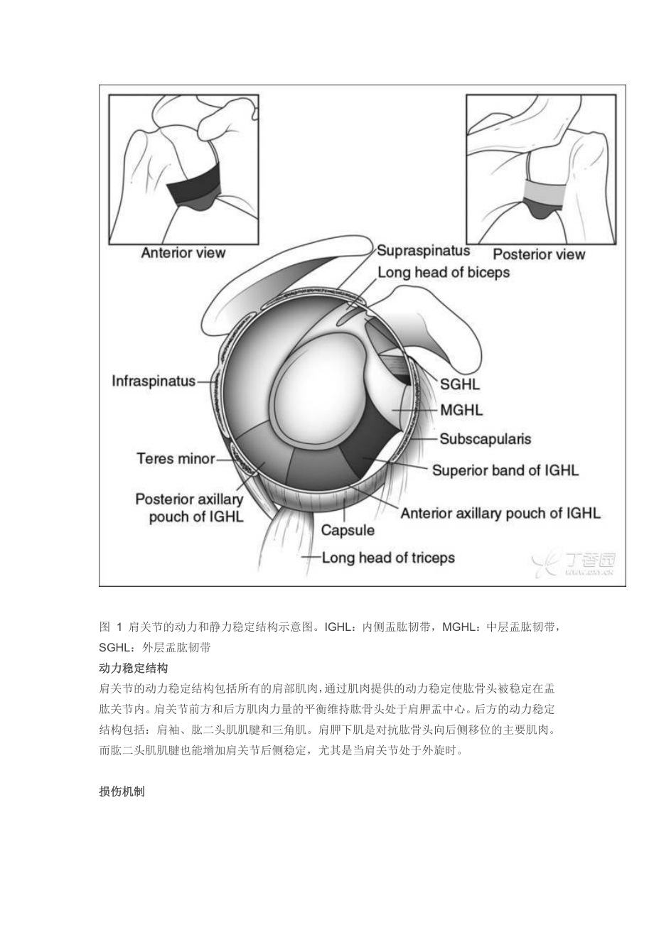 急性创伤性肩关节后脱位的诊治.doc_第2页