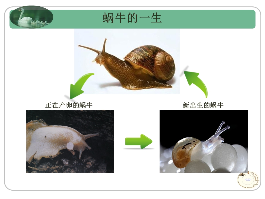 最新、蚕卵里孵出的新生命.ppt_第2页