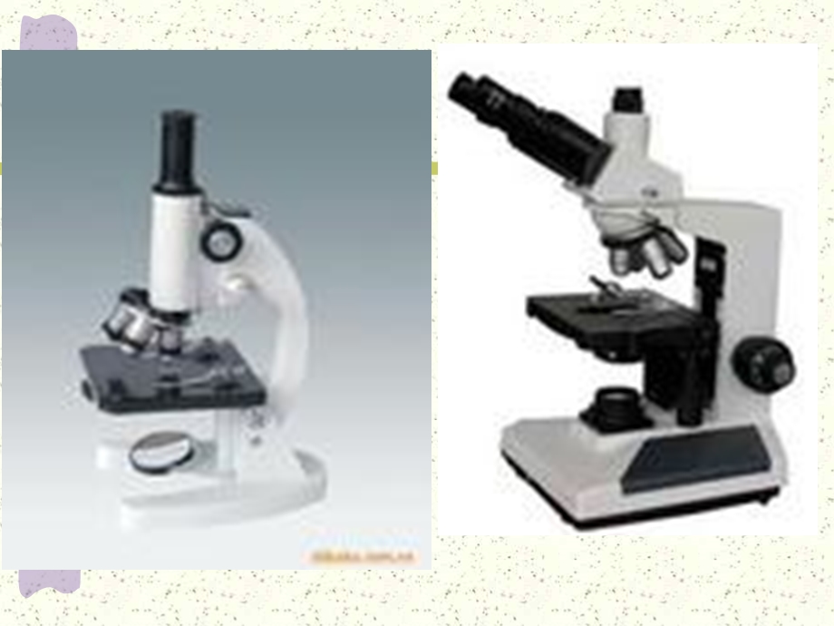 显微镜的构造和使用方法复习.ppt_第1页