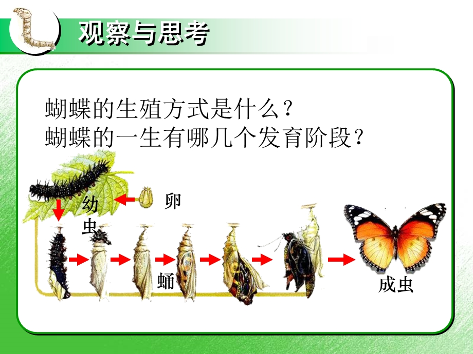 昆虫的生殖与发育.ppt_第3页