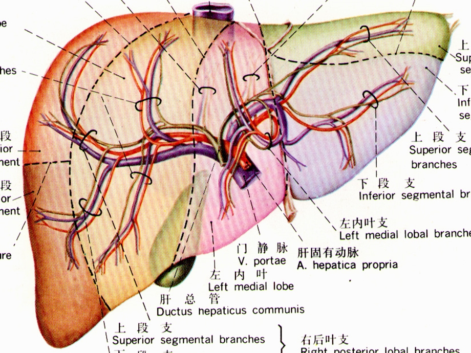 肝内管道和肝段断层解剖 ppt课件.ppt_第2页