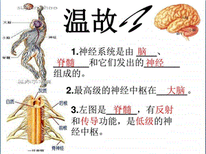 16第四单元第六章第3节神经调节的基本方式图文.ppt.ppt