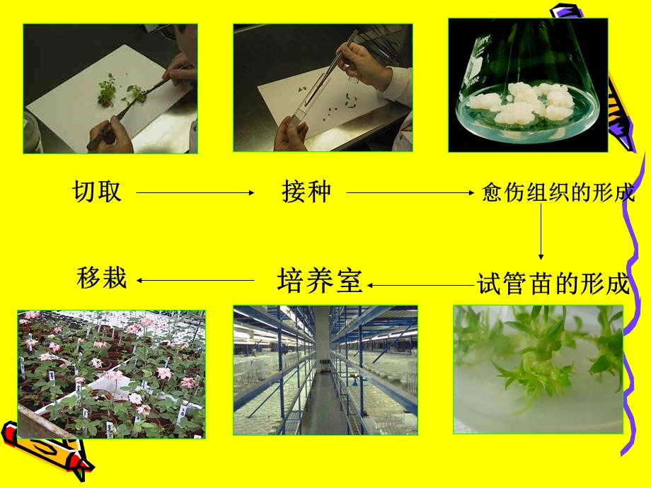 植物细胞工程的基本技术.ppt_第3页