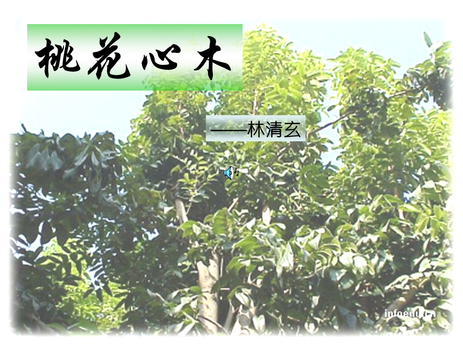 沪江小学资源网_六年级语文下册《桃花心木》课件_2013012112629023_767.ppt_第1页