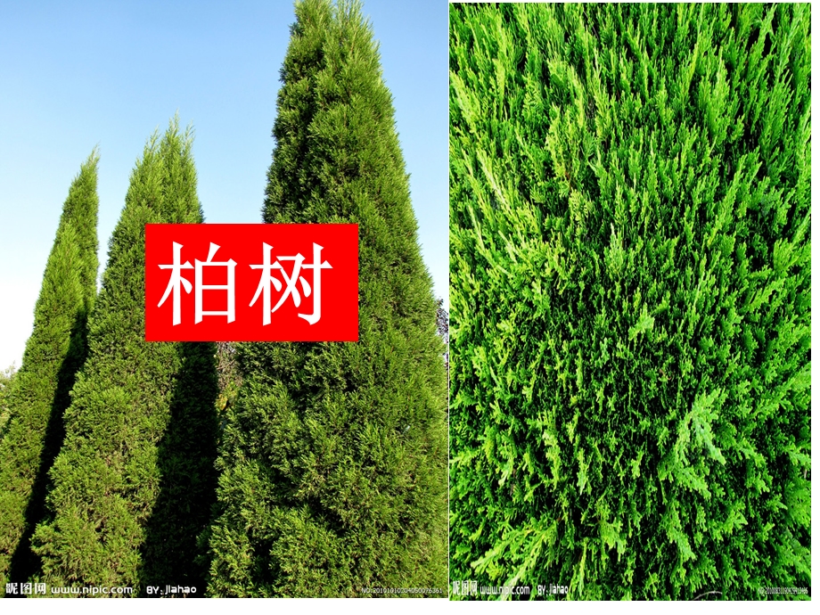 校园里的植物.ppt_第2页