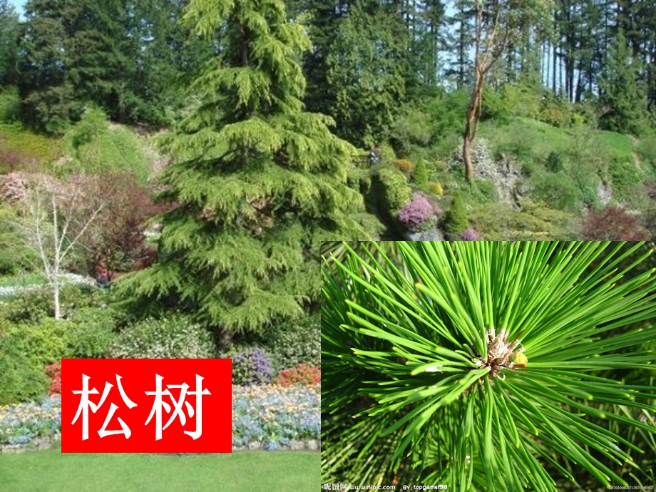 校园里的植物.ppt_第3页