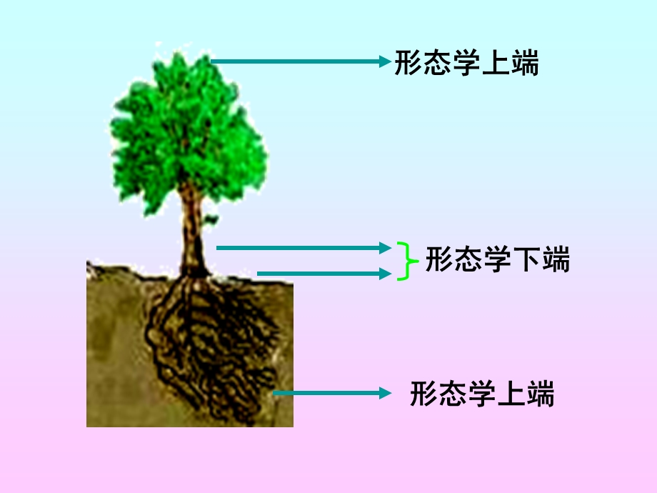 植物激素调节.ppt_第3页