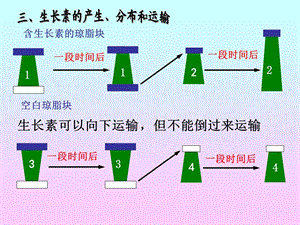 植物激素调节.ppt