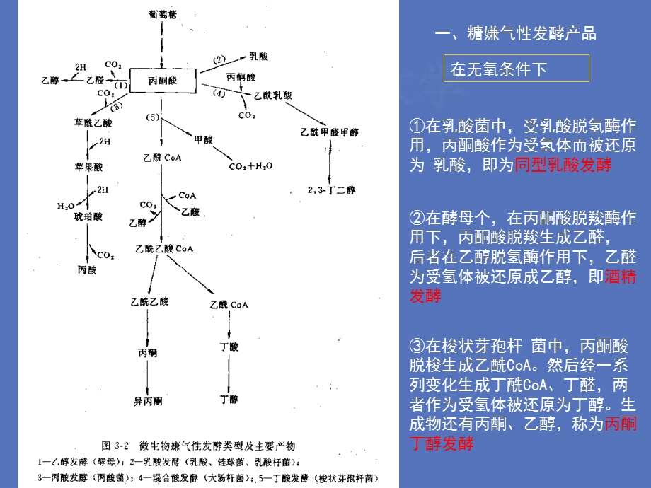 在无氧条件下.ppt_第1页