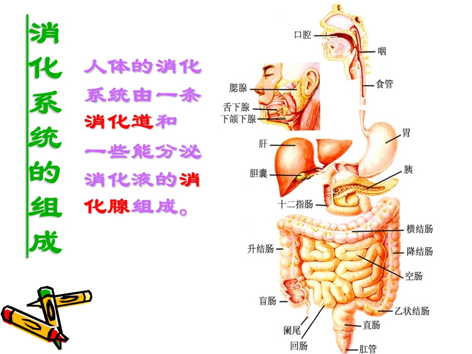 生物：92《人体的消化与吸收》课件2(苏教版七年级下).ppt_第2页