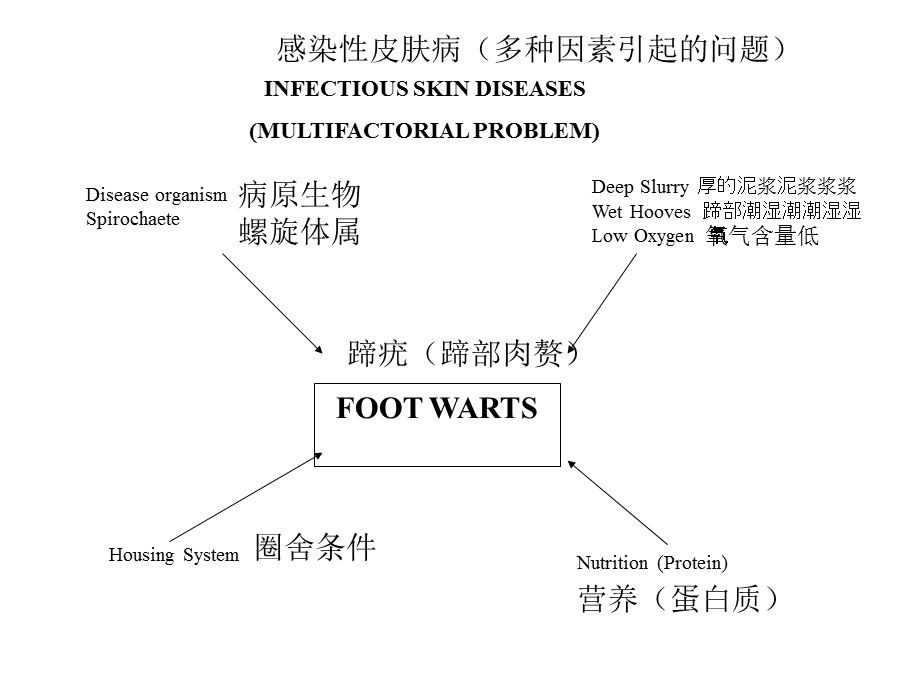 奶牛营养与代谢病.ppt_第2页