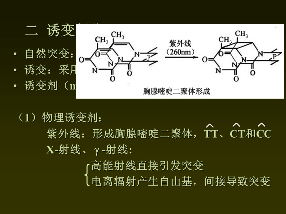 HDNA修复重组.ppt_第2页