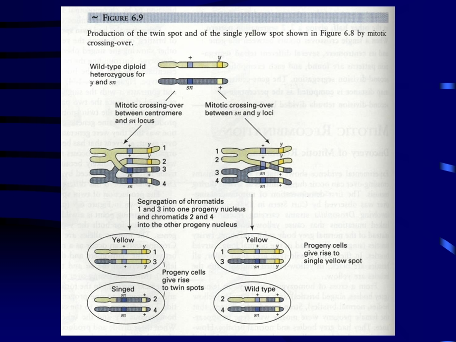 5B连锁交换基因作图.ppt_第3页