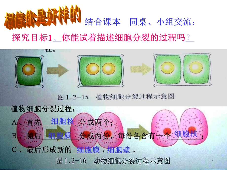 生物优质课课件-细胞的分裂和分化.ppt_第3页