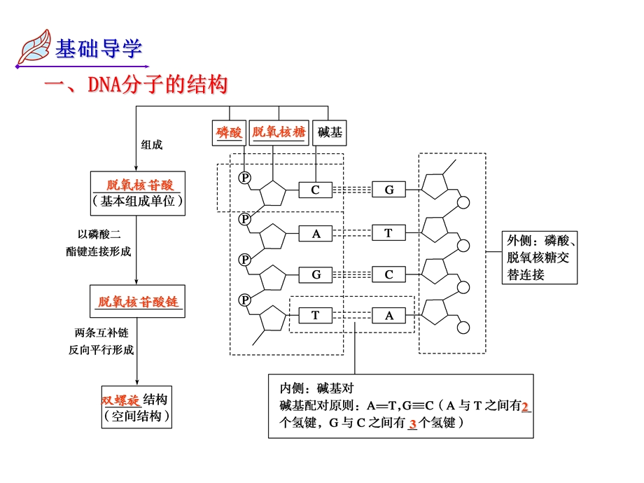 DNA的结构复制基因是遗传效应的DNA片段.ppt_第2页