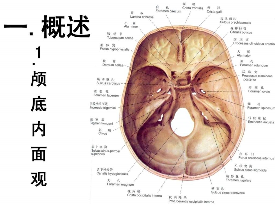 脑神经和内脏神经.ppt.ppt_第3页