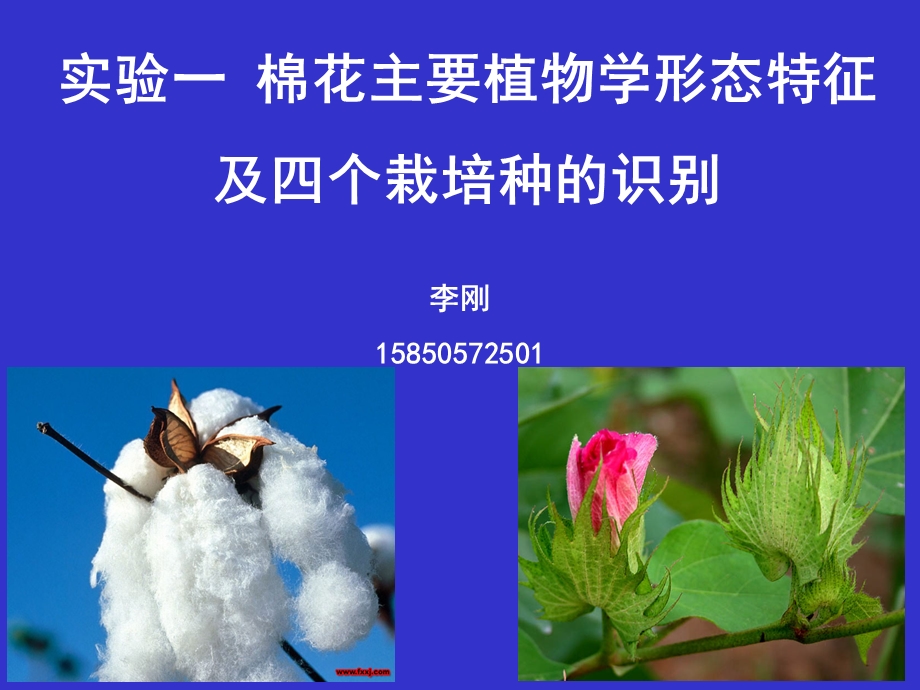 实验一棉花主要植物学形态特征及四个栽培种的识别.ppt_第1页