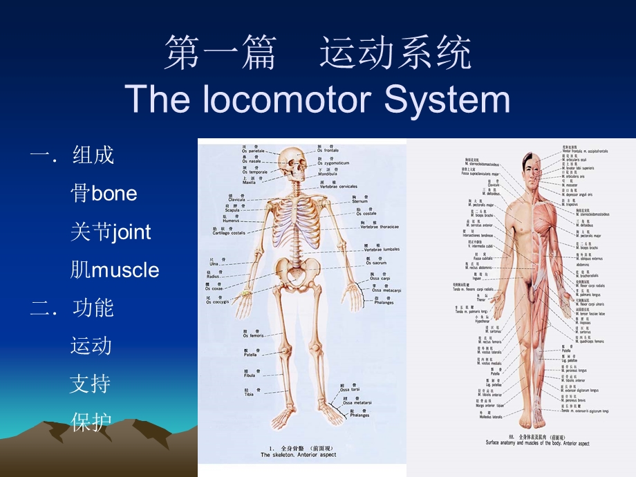 孟祥辉人体解剖学绪论.ppt_第3页