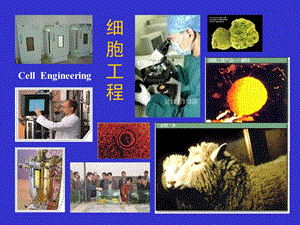 细胞工程第4章3动物细胞培养工程4.ppt