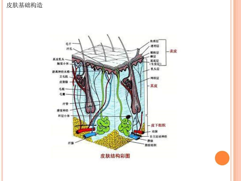 美容护肤基础知识.ppt.ppt_第3页