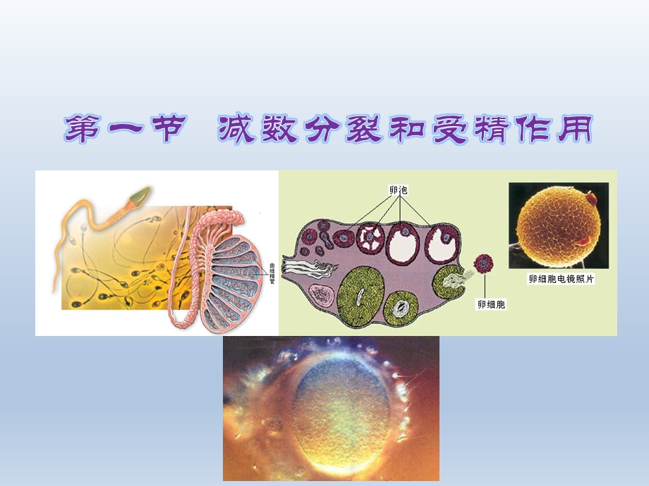 第一节一减数分裂精品教育.ppt_第2页