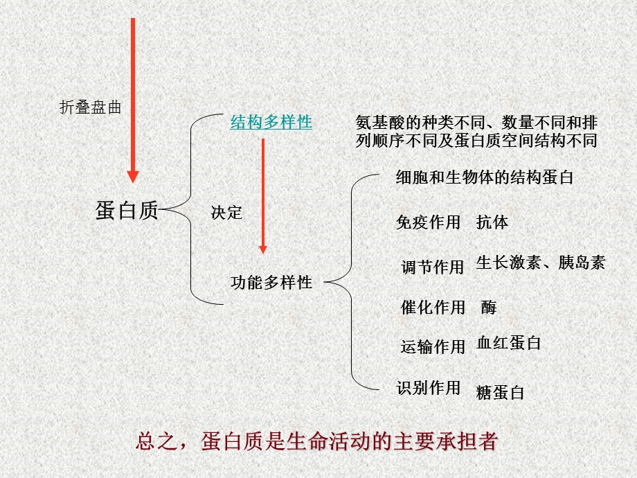 第3讲生命活动的主要承担者蛋白质.ppt_第3页