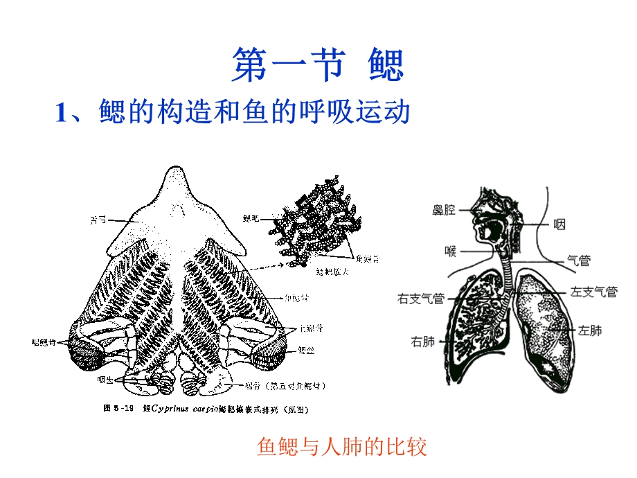 第6章呼吸系统Therespiratorsystem.ppt_第3页