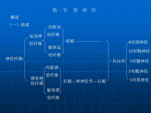 周围神经系统篇1.ppt