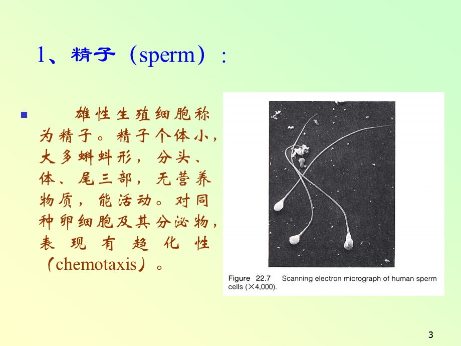 10420多细胞动物的胚胎发育.ppt_第3页