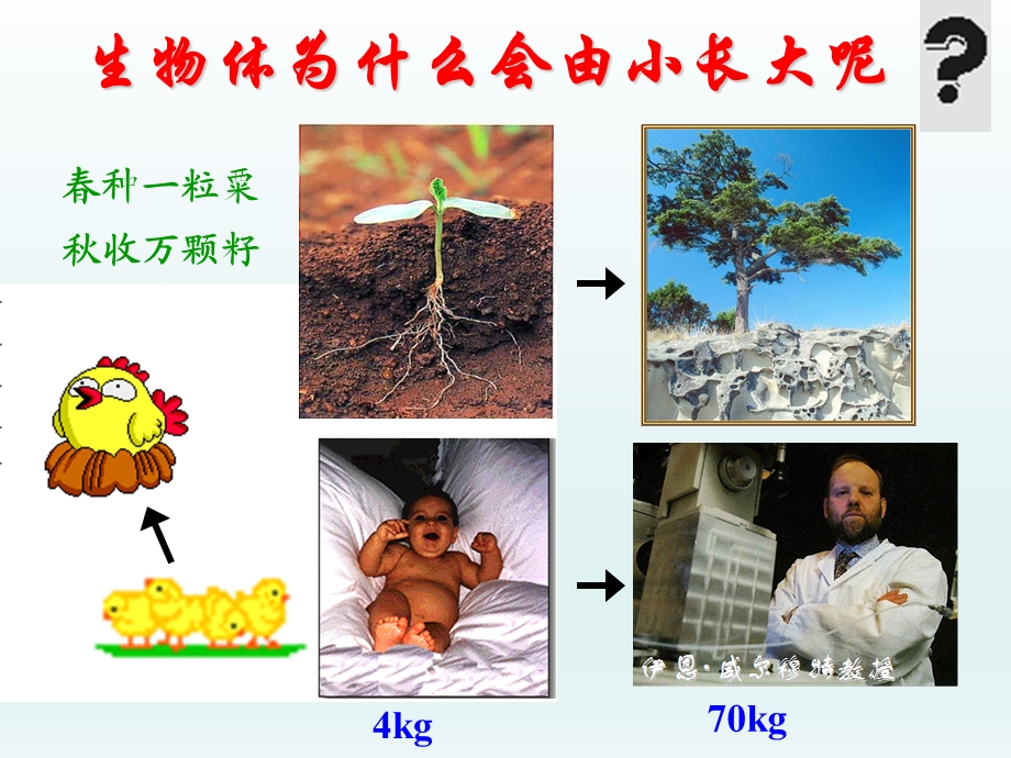 第一节细胞通过分裂产生新细胞2精品教育.ppt_第1页