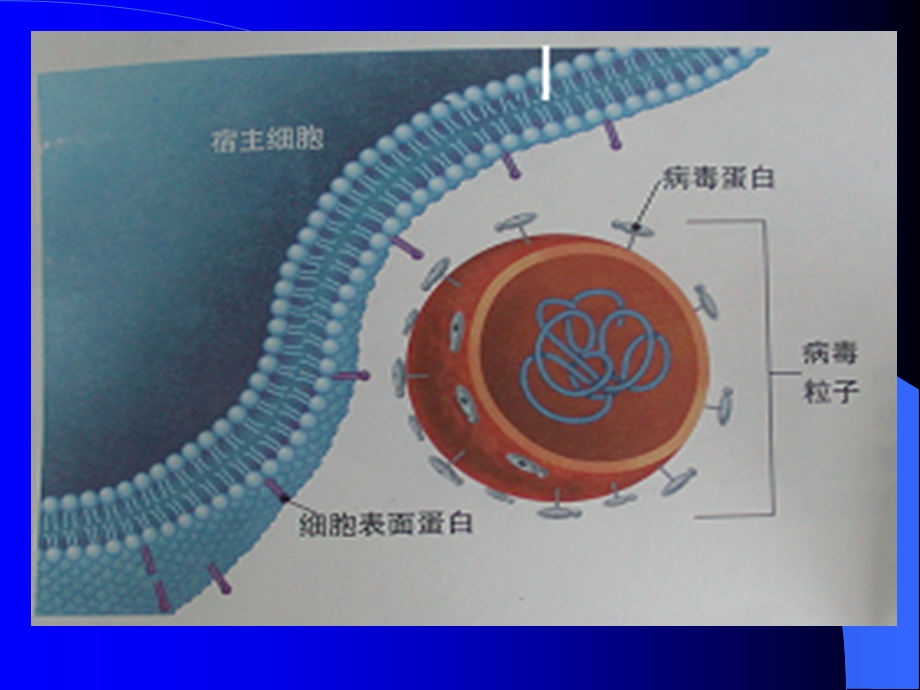 DNA的提取方法简介.ppt_第3页