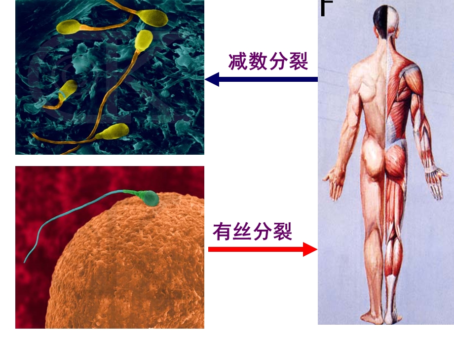 有丝分裂和减数分裂可用.ppt_第1页