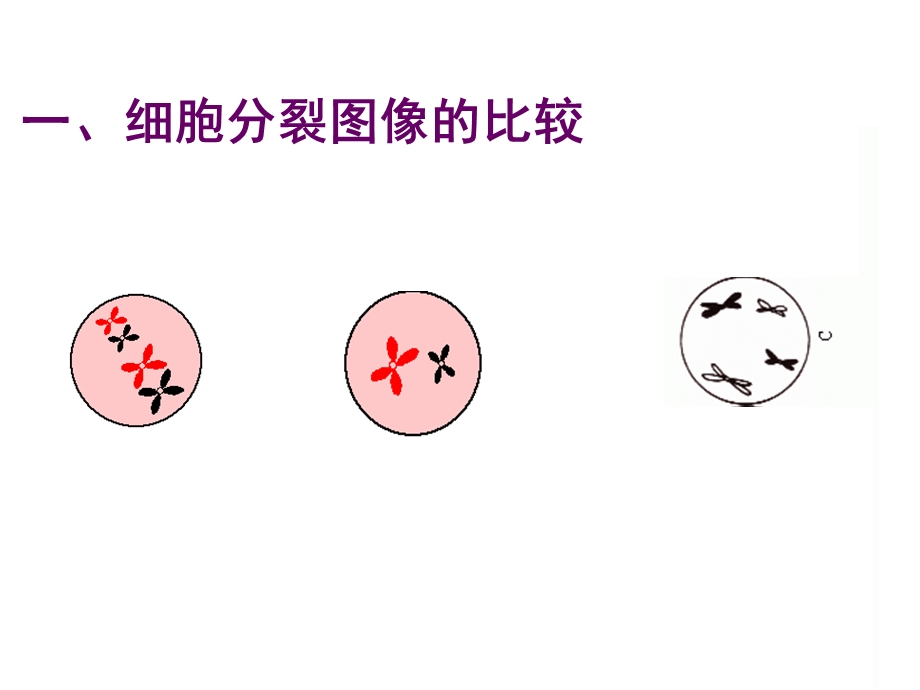 有丝分裂和减数分裂可用.ppt_第3页