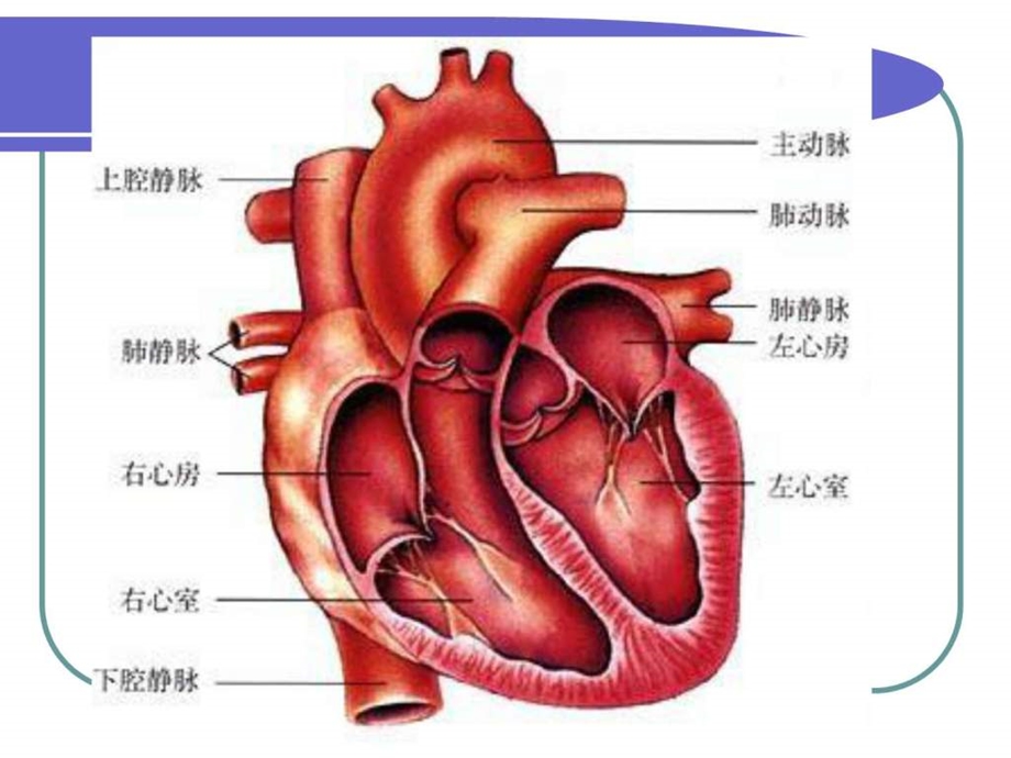 11第三节输送血液的泵图文.ppt.ppt_第2页