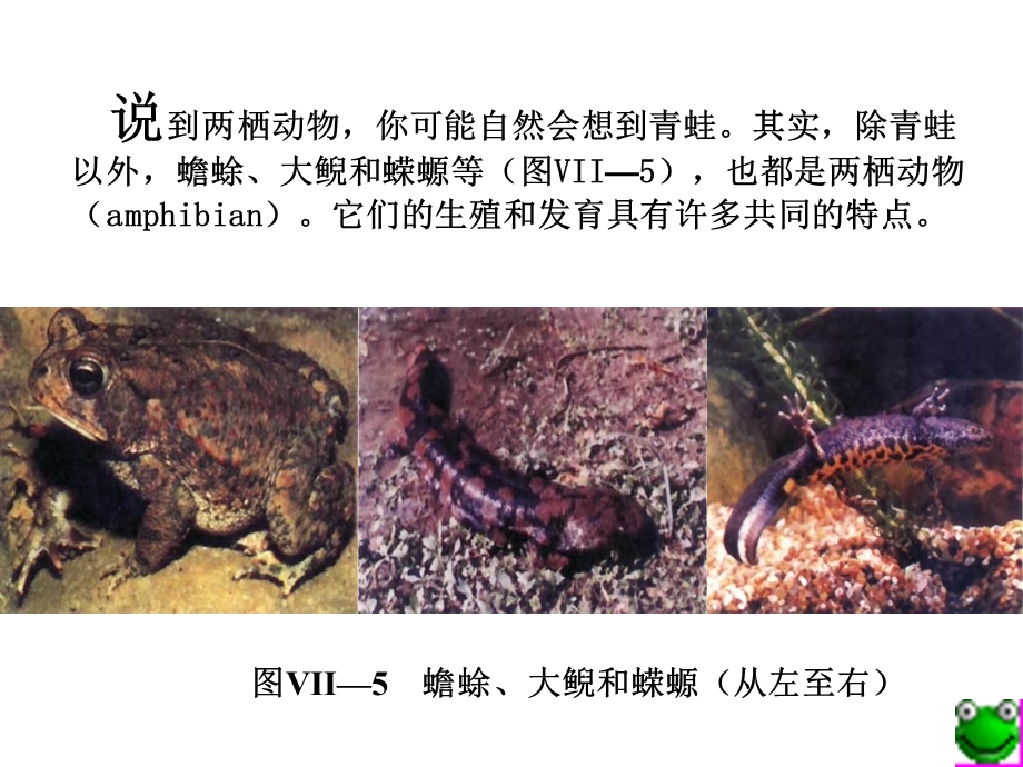 生物：713　两栖动物的生殖和发育3课件（人教新课标八年级下）.ppt_第2页