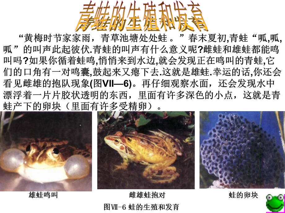 生物：713　两栖动物的生殖和发育3课件（人教新课标八年级下）.ppt_第3页