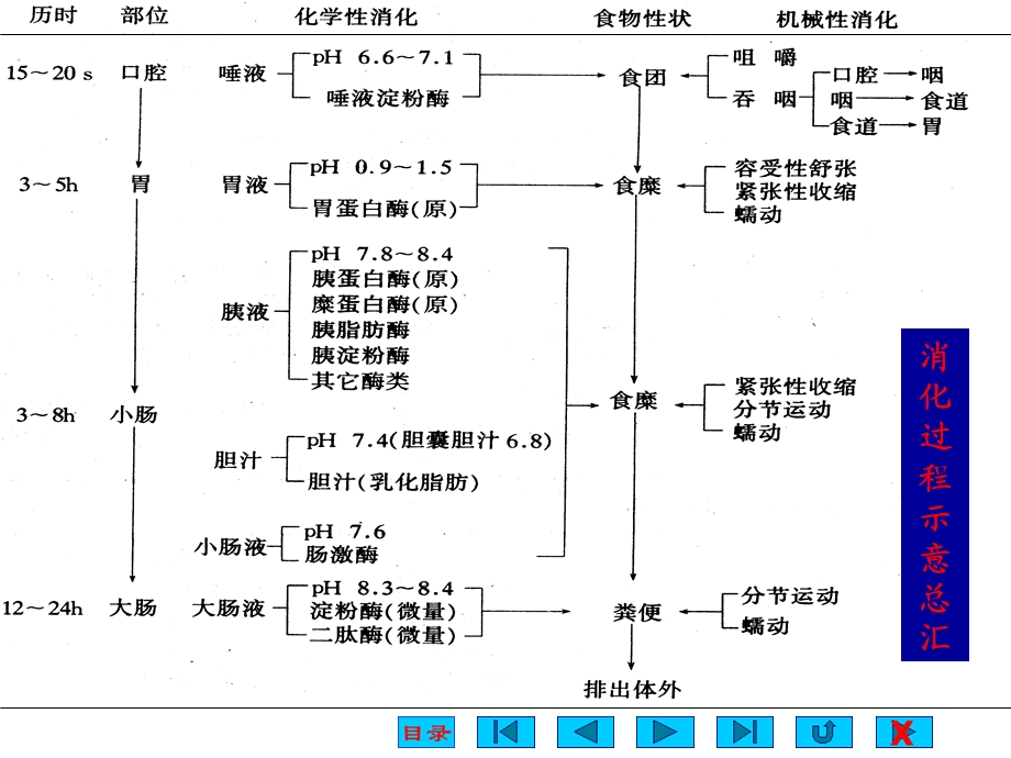 第8章消化系统生理.ppt_第3页