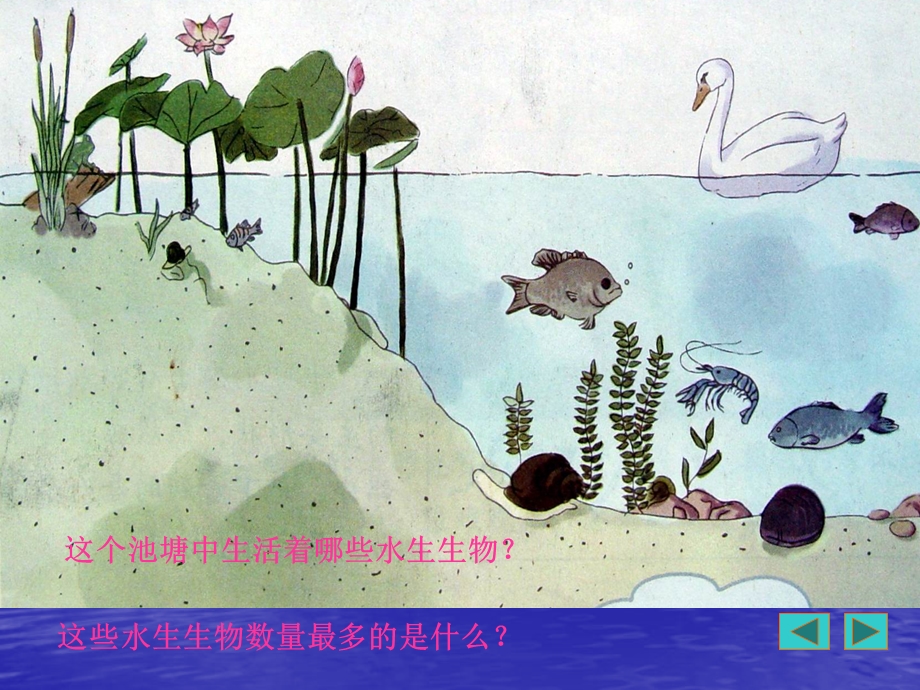 小学科学_三年级上册__金鱼 (3).ppt_第2页